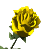 Rose jaunee